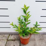 Zlatý dážď (Forsythia intermedia) ´LYNWOOD´ - výška 20-30 cm, kont. C2L